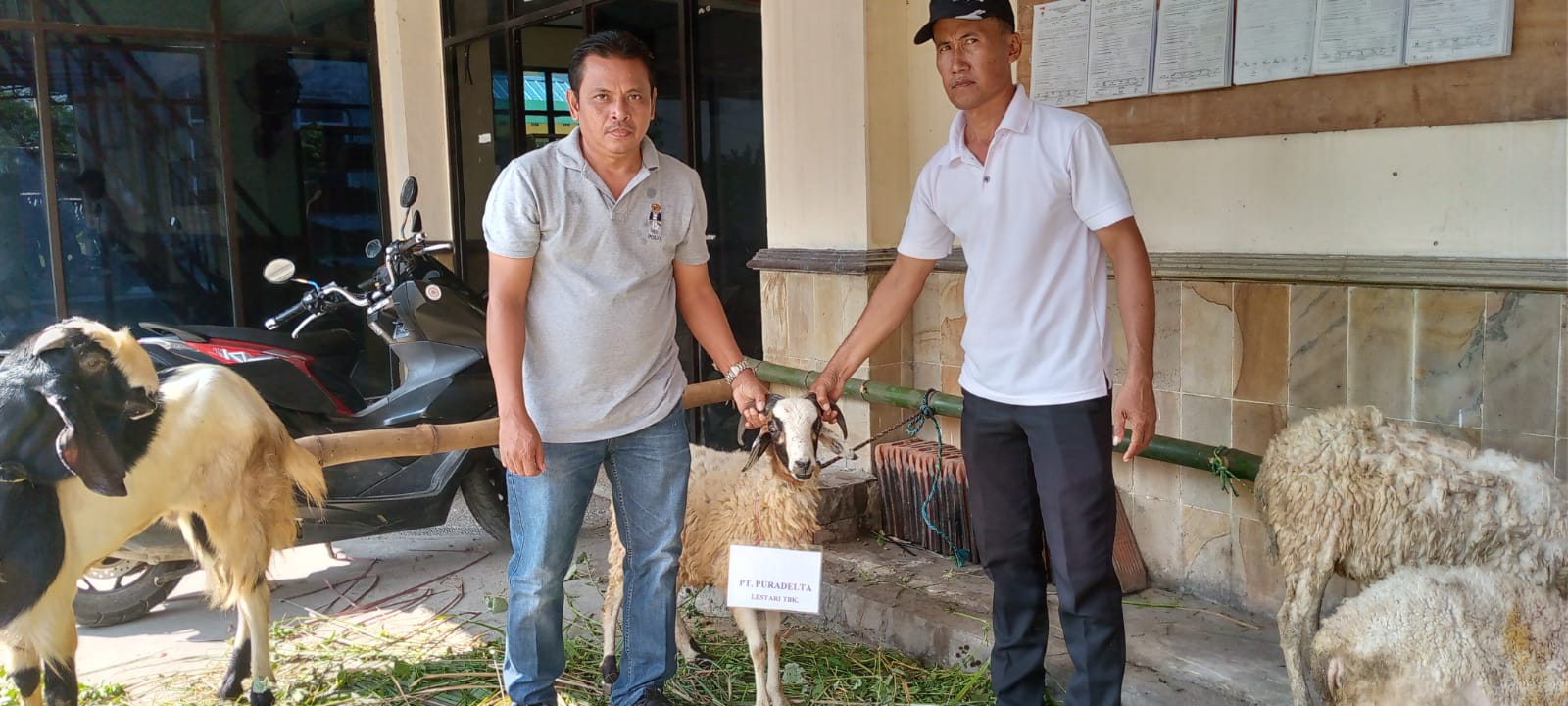 Bantuan hewan qurban hari raya idul adha